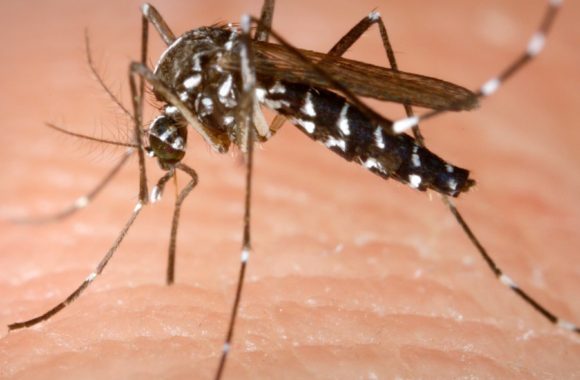 mosquito