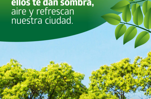 Consejos para cuidar nuestros árboles y pantas_Estación Juárezz Celman Gestión Myrian Prunotto (3)