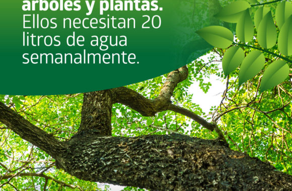 Consejos para cuidar nuestros árboles y pantas_Estación Juárezz Celman Gestión Myrian Prunotto (4)